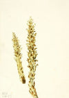 Vernal Iris. (Iris verna) (1925)