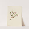 Bearberry (Arctostaphylos uva-ursi) (1916) by Mary Vaux Walcott