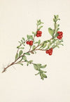 Bearberry (fruit) Arctostaphylos uva-ursi (1925)