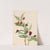 Bearberry Honeysuckle (Lonicera involucrata) (1917) by Mary Vaux Walcott