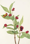 Bearberry Honeysuckle. (Lonicera involucrata) (1925)