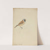 Bearded Titmouse by James Sowerby