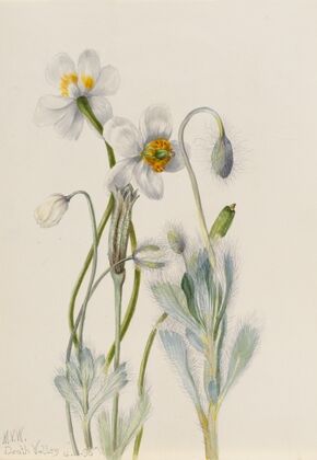 Plant Study (1921)