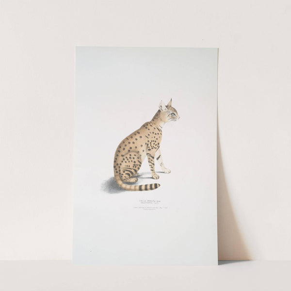 Beautiful Cat, Felis ornata. by John Edward Gray