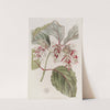 Beautiful Leycesteria by Sydenham Edwards