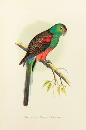 Beautiful or Paradise Parrakeet (1884-1887)