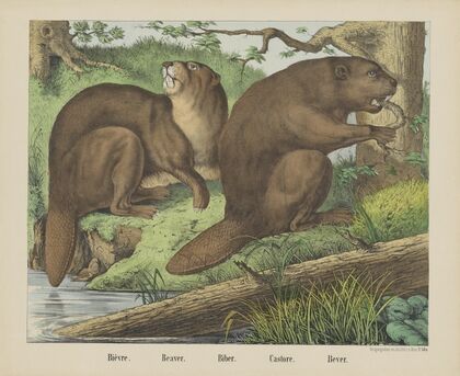 Beaver (1829-1880)