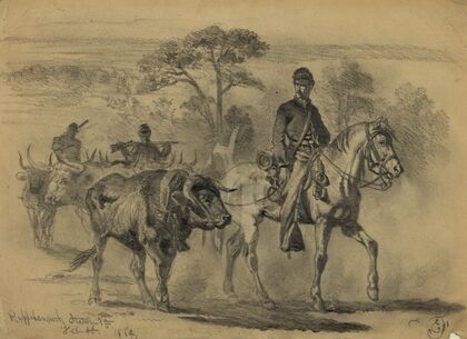 Beef for the army–on the march
