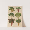 Beet or Swiss Chard (1876-1886) by Ernst Benary