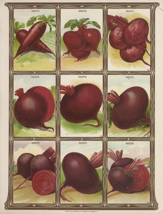Beets (1921)