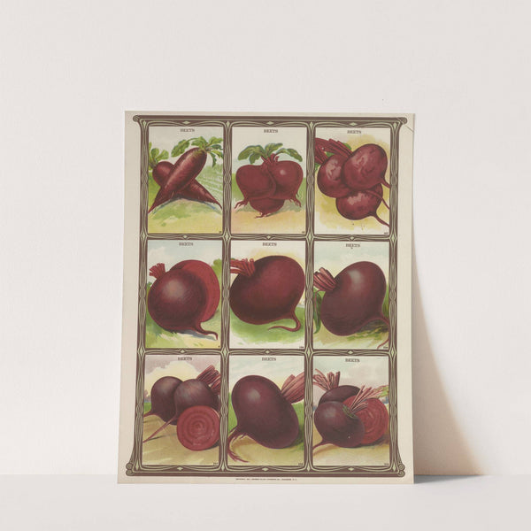 Beets (1921) by Genesee Valley Lithograph Co.
