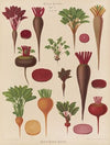 Beets (1876-1886)