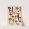 Beets (1876-1886) by Ernst Benary