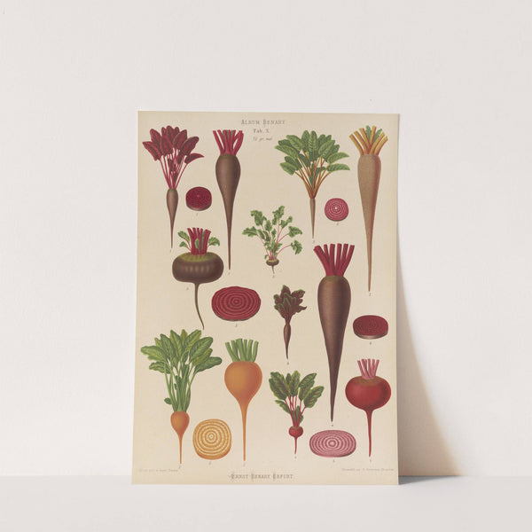 Beets (1876-1886) by Ernst Benary