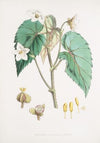 Begonia Cathcartii, H. f. et T. (1855)