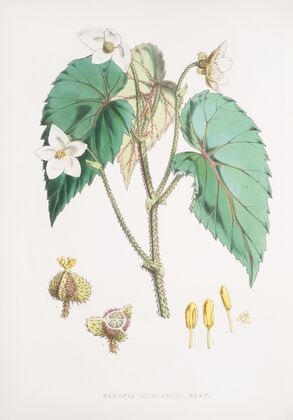 Begonia Cathcartii, H. f. et T. (1855)