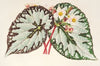 Begonia Charles Wagner