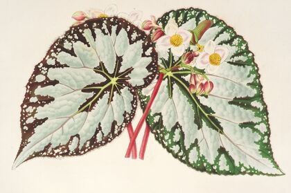 Begonia Charles Wagner