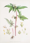 Begonia Gemmipara, H.f. et T. (1855)