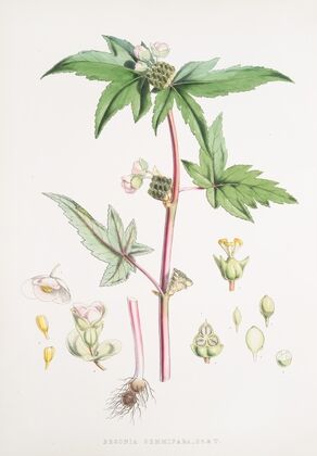 Begonia Gemmipara, H.f. et T. (1855)