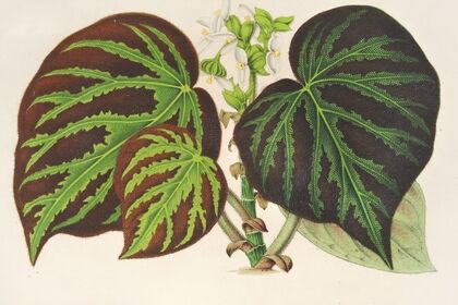 Bégonia imperialis (type}