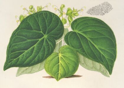 Begonia imperialis (var. smaragdina)