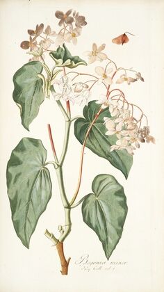 Begonia minor — size preview