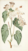 Begonia minor