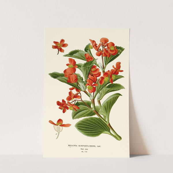 Begonia Semperflorens (1896-1897) by Edward Step
