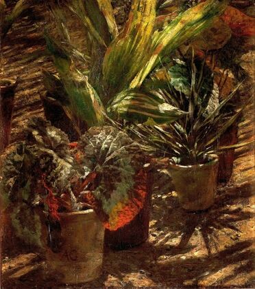 Begonias — size preview