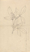 Beidelsar (Asclepias procera)
