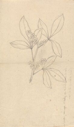 Beidelsar (Asclepias procera)