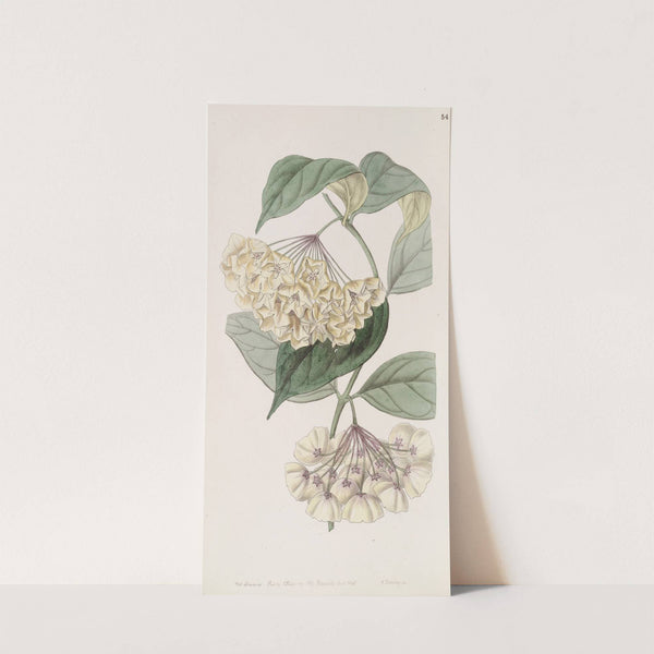 Bell-flowered Hoya by Sydenham Edwards