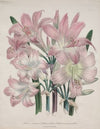 Belladonna Lily