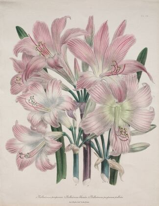 Belladonna Lily