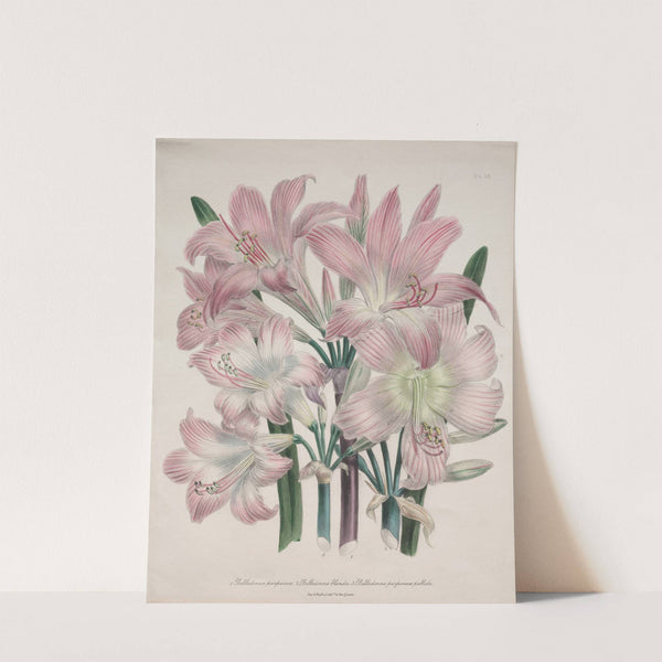 Belladonna Lily by Jane Loudon