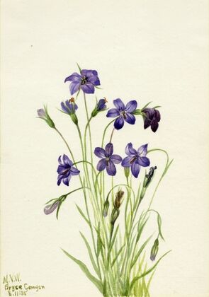 Crowberry. Empetrum nigrum (1925)