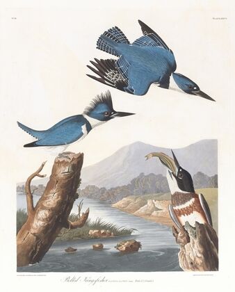 Belted kingfisher