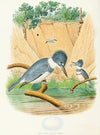 Belted Kingfisher