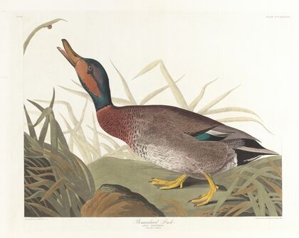 Bemaculated duck