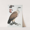 Bengal Vulture, Vultur Bengalensis. 1 Head of Vultur Pondicherianus; 2. Head of Vultur monarchus [monachus]. by John Edward Gray
