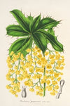 Berberis Jamesonii