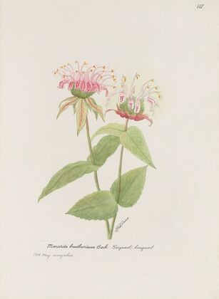 Bergamot; lungwort