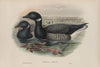 Bernicla brenta. Brent Goose (1862-1873)