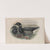 Bernicla brenta. Brent Goose (1862-1873) by John Gould