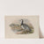Bernicla leucopsis (1862-1873) by John Gould