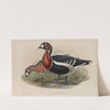 Bernicla ruficollis. Red-breasted Goose (1862-1873) by John Gould