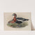 Bernicla ruficollis. Red-breasted Goose (1862-1873) by John Gould