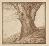 Beukenstam (1923)