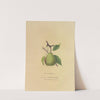 Beurre Giffard Pear (1872) by Dellon Marcus Dewey